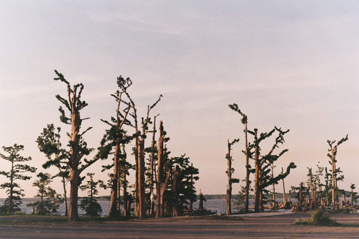 cypress trees in western tennessee