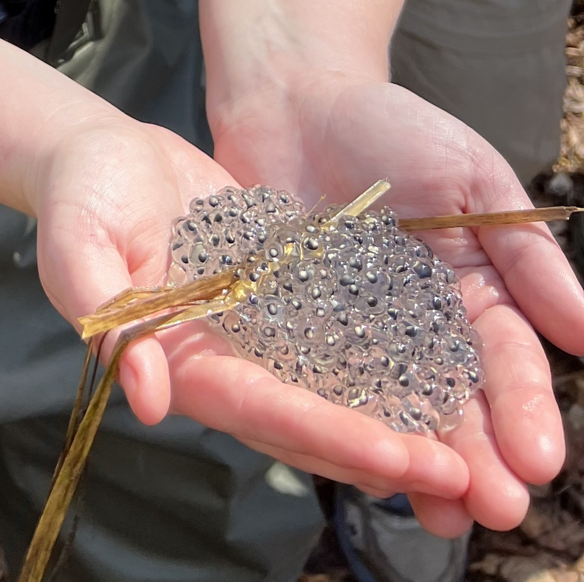 wood frog egg mass