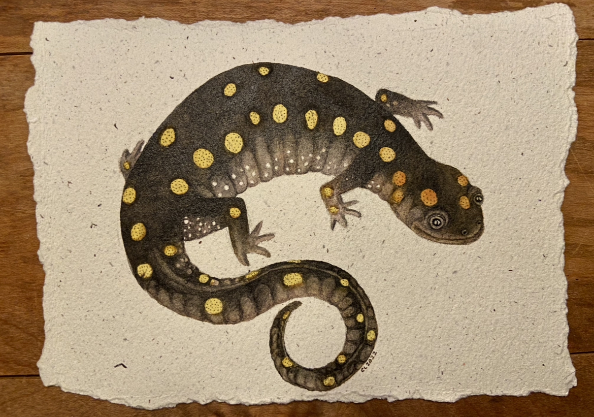 illustration of a spotted salamander