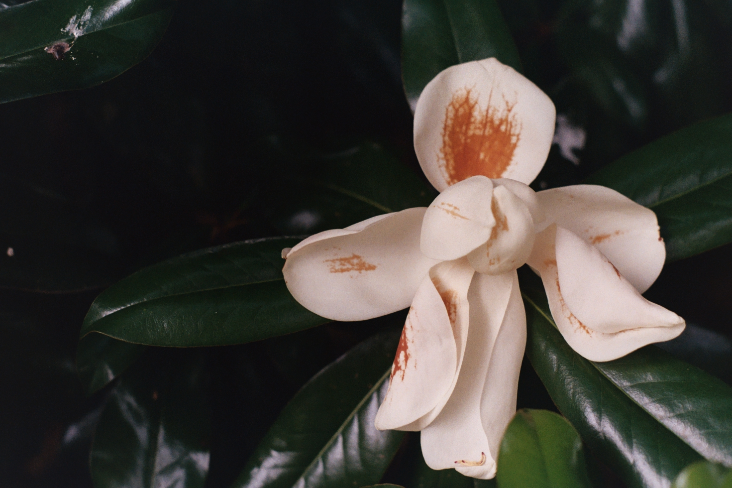 film photograph of a southern magnolia blossom