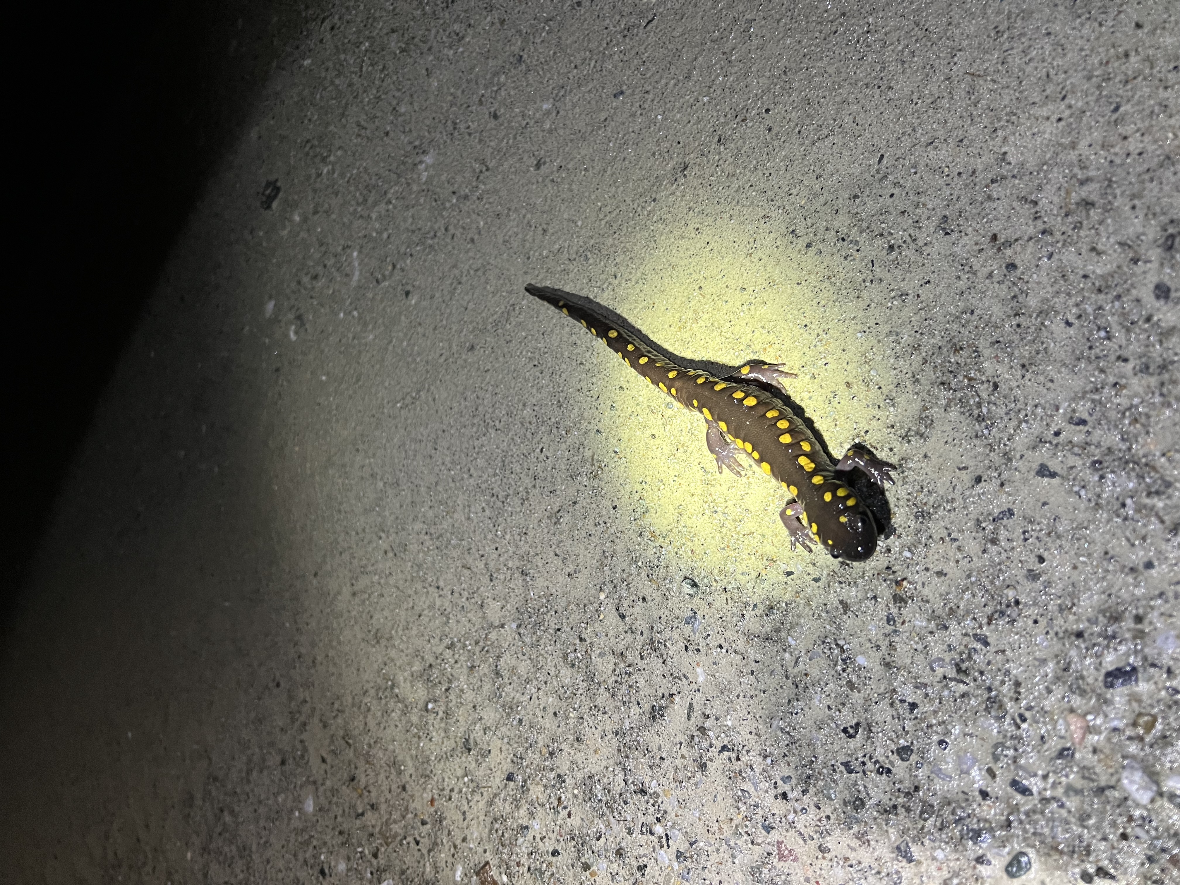 spotted salamander during peak spring migration