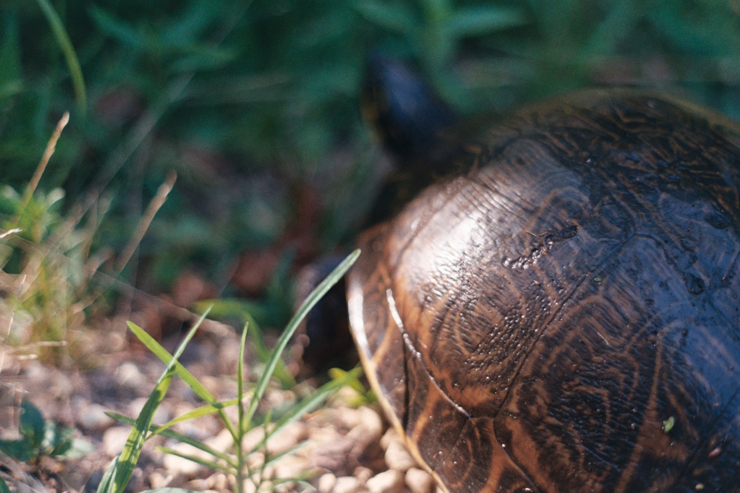 film photograph of painted turtle