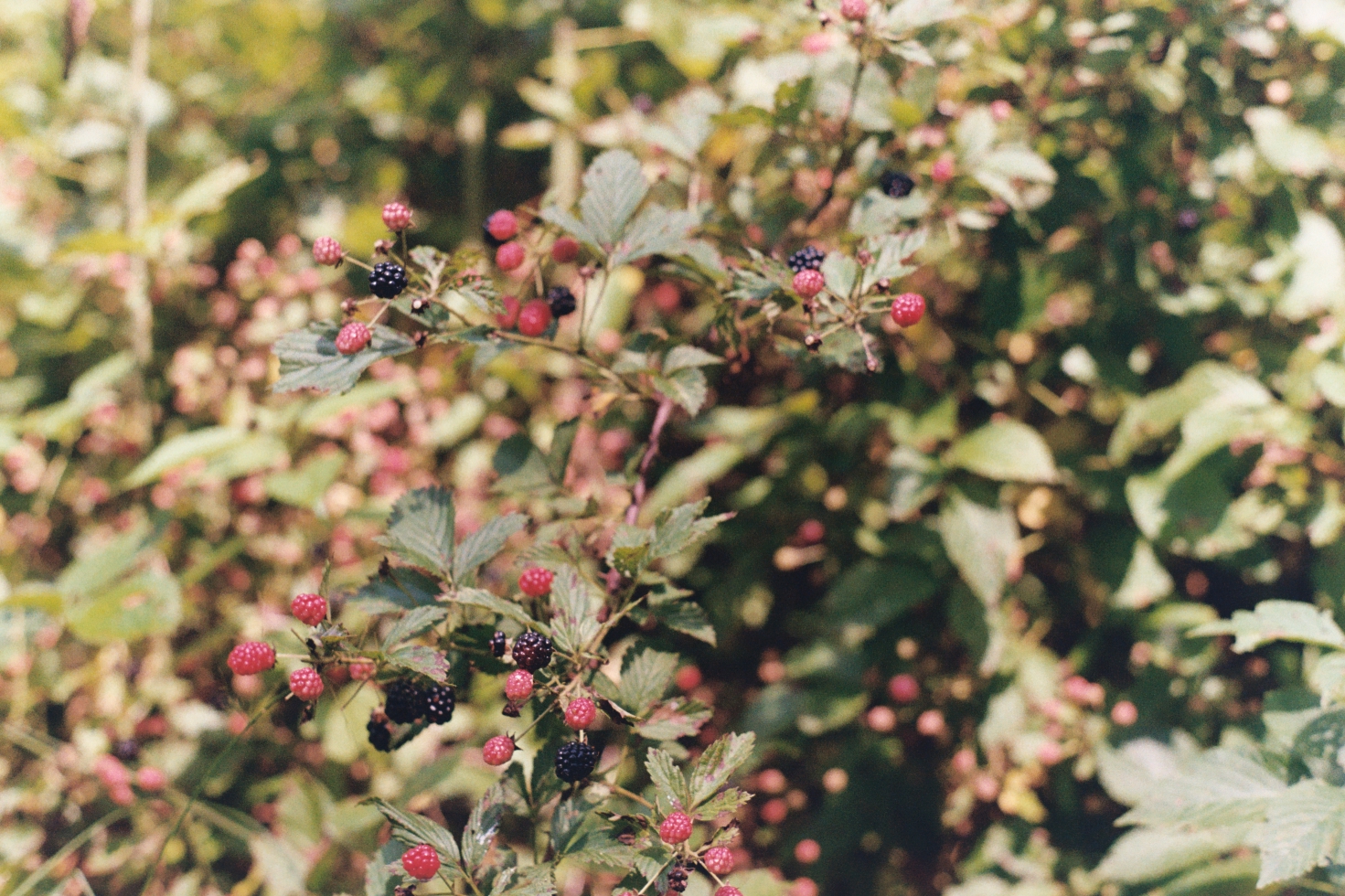 film photograph of wild blackberries